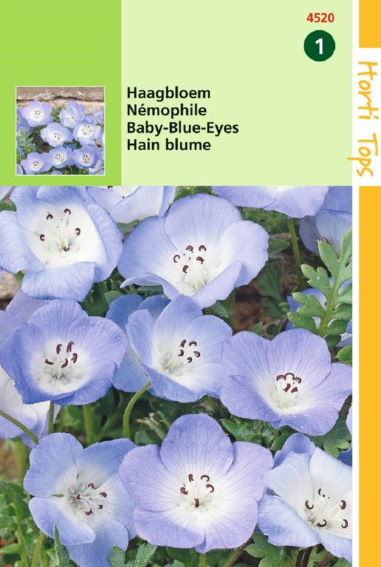 Hainblume (Nemophila menziesii) 500 Samen HT